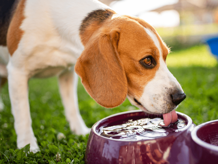 dog drink clean water
