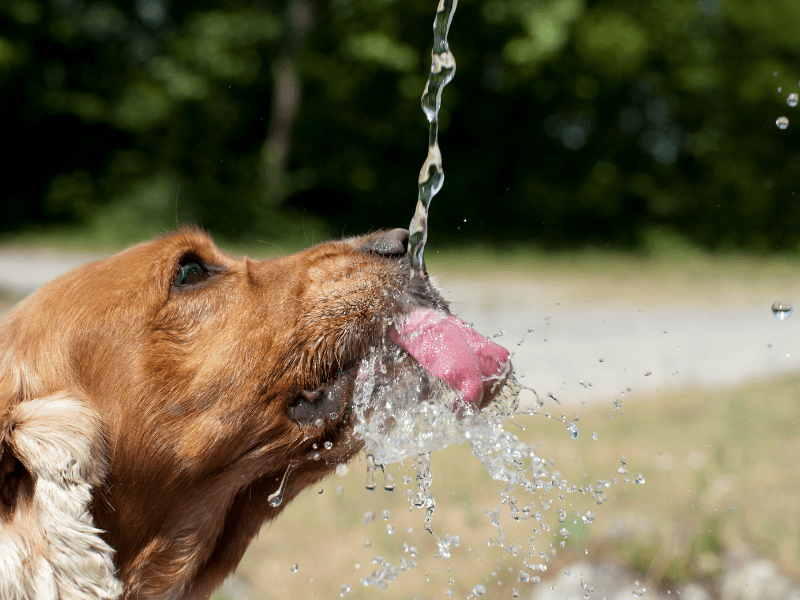 pets need to drink good water using water softener