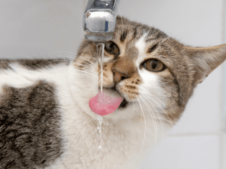 Pets need good soft water