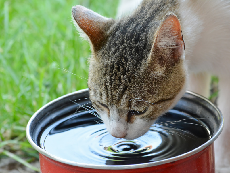 Cat drinks clean filtered water