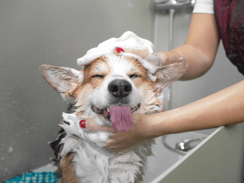 Shower your dog with clean water